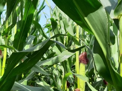 Bild 2:Verkaufe Bio-Mais