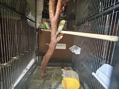 Bild 3:Wellensittiche zu verschenken