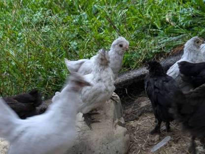 Bild 4:Lavender Araucana Henne