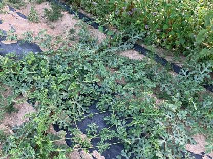 Bild 5:Fedele Gemüsesetzmaschine THOMAS 150+MAX 2-A