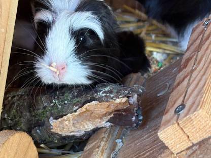 Meerschweinchen
