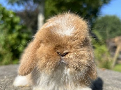 Bild 2:Mini Lop Minilop Miniwidder Zwergwidder Kaninchenbabys