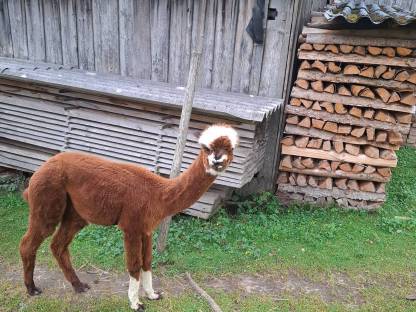 Bild 3:Alpaka