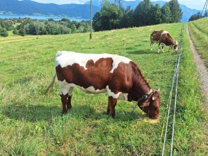 Pinzgauer Bio Kalbin behornt