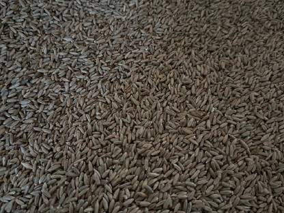 Bild 2:Grünschnittroggen