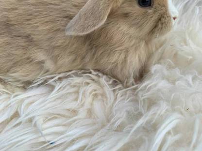 Bild 4:Mini Lop Kaninchen