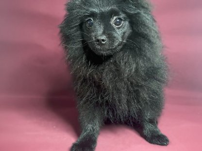 Bild 5:Pomeranian Zwergspitz zu verkaufen