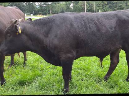 Bild 2:F4 Bio Wagyu-Jungbulle