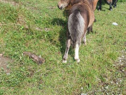 Bild 2:Minipony Hengstfohlen