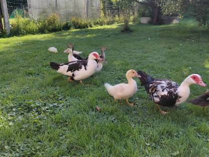 Bild 2:Junge Moschusenten