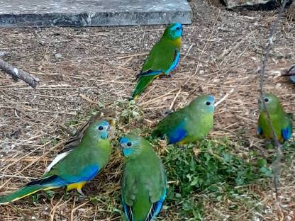 Bild 2:Rosella- und Schönsittiche