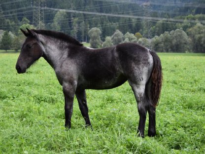 Bild 4:Franziska Noriker Stutfohlen Mohrenkopf zu verkaufen