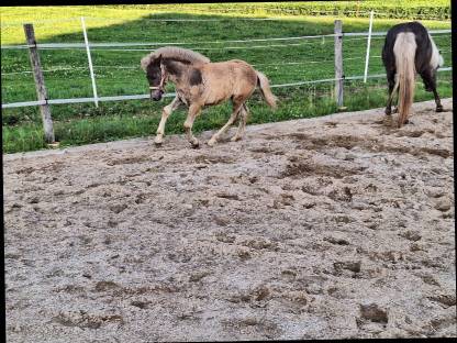 Bild 2:Windfarbenes Isi-Stutfohlen