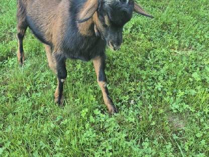 Bild 2:Aosta Bockkitze