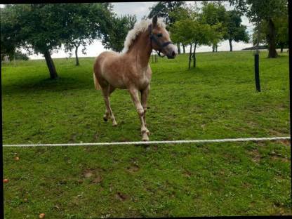 Verkaufe Haflinger Stutfohlen
