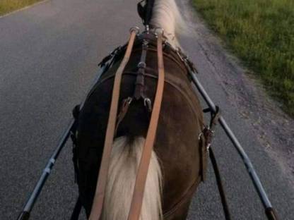 Bild 5:Classic Pony Wallache Gespann