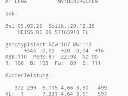 Bild 5:Trächtige Fleckviehzuchtkalbin