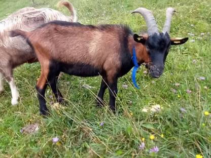 Bild 8:Pinzgauer Böcke