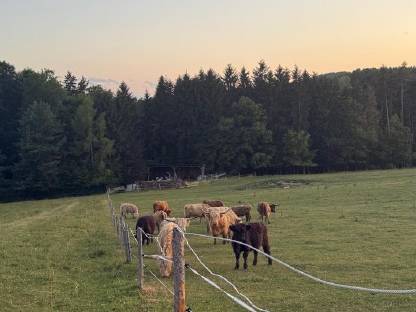 Bild 4:Hochlandrinder Bestand