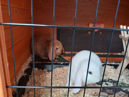 2 süße Hasen zu verschenken