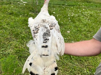 Bild 2:Cröllwitzer Puten