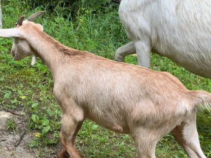 Bild 7:Weibliche Ziegen 4 Monate alt Anglo Nubier Mix