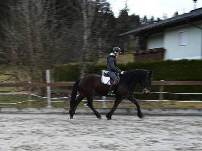 Bild 4:Sportliche Norikerstute - Benita