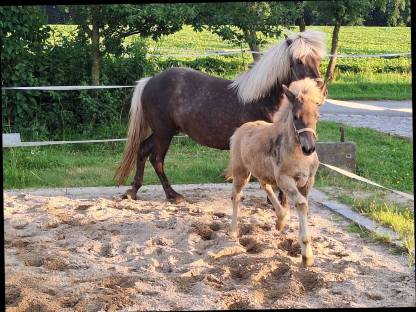 Bild 8:Windfarbenes Isi-Stutfohlen