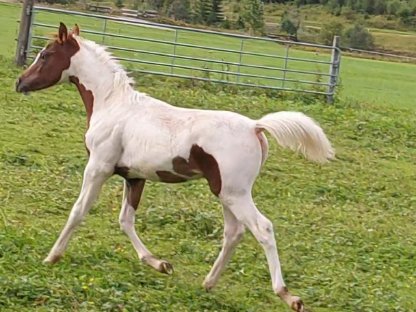 Arabisches Fuchsscheck Hengstfohlen