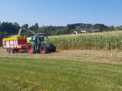 Bild 2:Suche Silomais