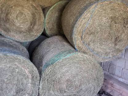 Bild 5:50 Stk. Bio-Heuballen mit Lagermöglichkeit April 2026