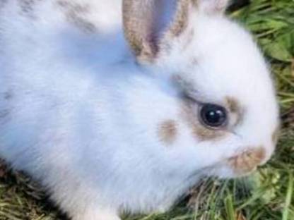 Bild 4:Zwergkaninchen in allen Farben zu verkaufen
