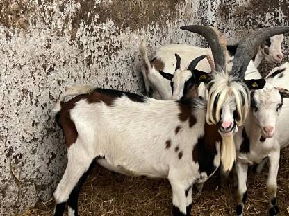 Bild 6:Steirische Scheckenziege Zuchtbock