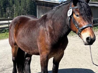 Bild 5:Noriker Stute Vreni