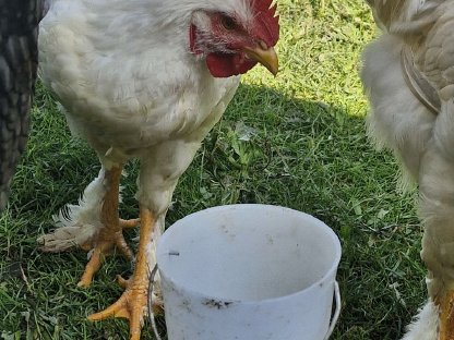 Bild 4:Hähne zu verschenken