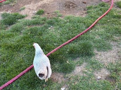 Bild 5:Zwerghuhnpaar zuchttauglich und blutsfremd