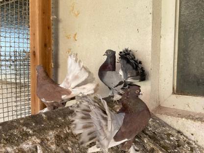 Bild 2:Pfautauben zu verschenken