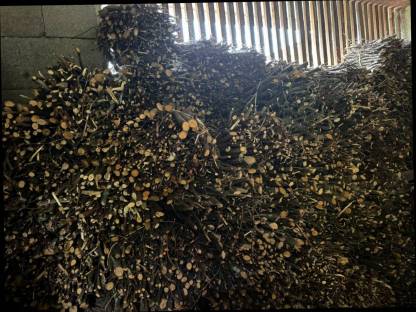 Bild 2:Reisigbündel, Anzündholz