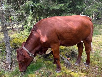 Bild 3:Trächtige Pinzgauerkalbin