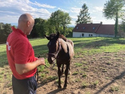 Bild 2:Norikerstutfohlen