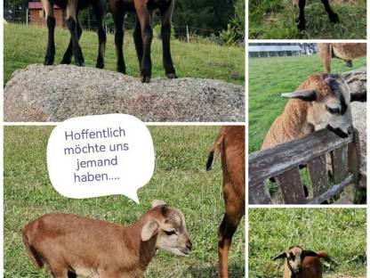 Kamerunschafe, junge Lämmer
