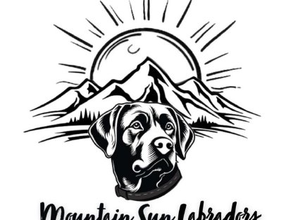 Bild 3:Labrador Welpe - Rüde