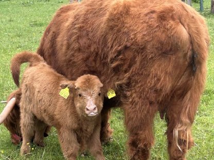 Bild 3:Schottische Hochlandrinder