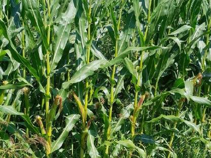 Bild 3:Bio Austria Mais