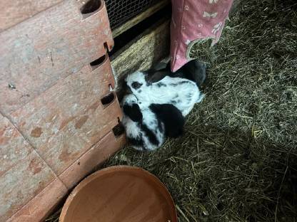 Bild 3:Riesenschecken Kaninchen