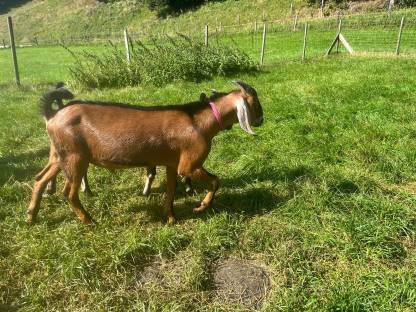 Bild 9:Anglo Nubier Ziegen Bockkitze, Herdbuch