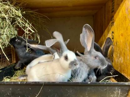 Bild 2:Deutsche Riesenschecken