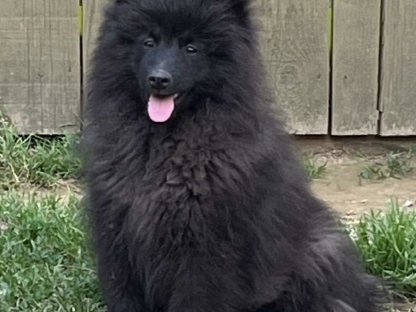 Wolfsspitz Großspitz Welpen