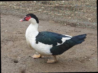 Bild 3:Warzenenten, Laufenten, gescheckte Pommerngänse