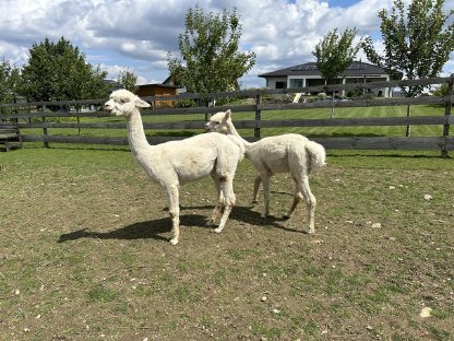 Bild 4:Alpaka Stuten, Jungstute, Zuchttier